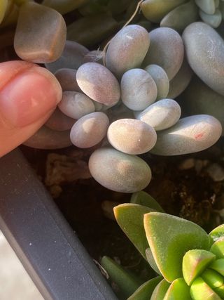 Pianta succulenta Echeveria
