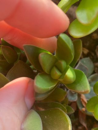 Pianta succulenta Echeveria