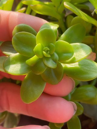 Pianta succulenta Echeveria