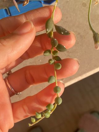 Pianta succulenta Echeveria