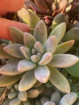 Pianta succulenta Echeveria