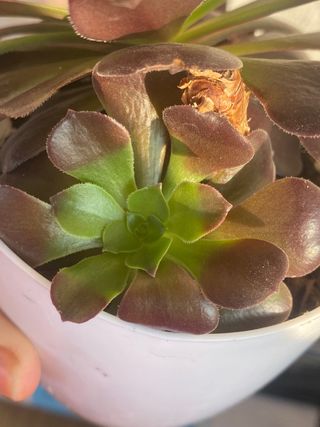 Pianta succulenta