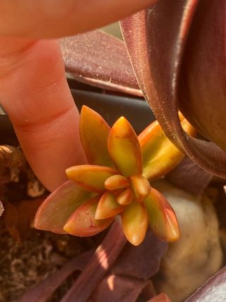 Pianta succulenta