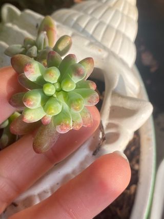 Pianta succulenta