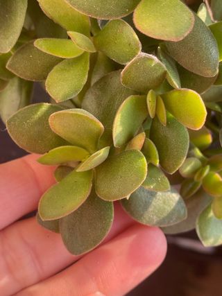 Pianta succulenta