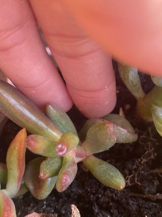 Pianta succulenta