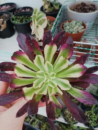 Aeonium Mardy glas