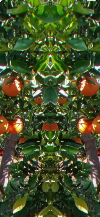 Compra venta de naranjas - Pago al contado