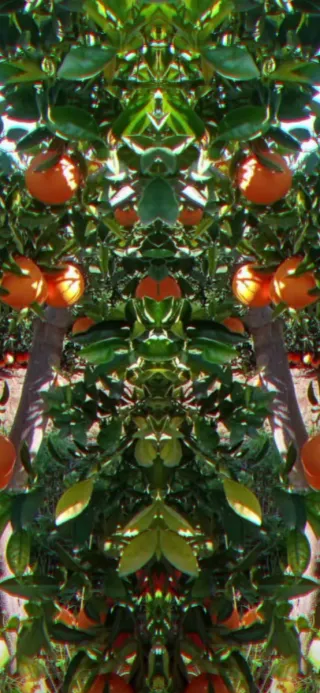 Compra venta de naranjas - Pago al contado