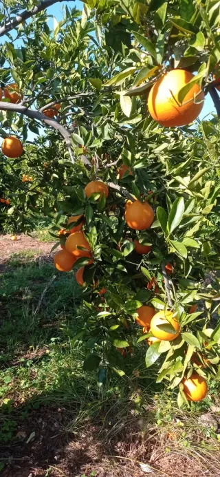 Compra venta de naranjas - Pago al contado