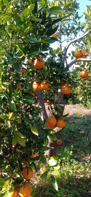 Compra venta de naranjas - Pago al contado