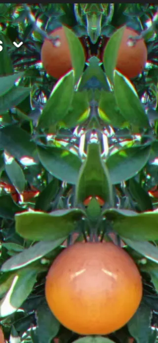 Compra venta de naranjas - Pago al contado