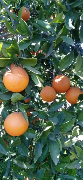 Compra venta de naranjas - Pago al contado