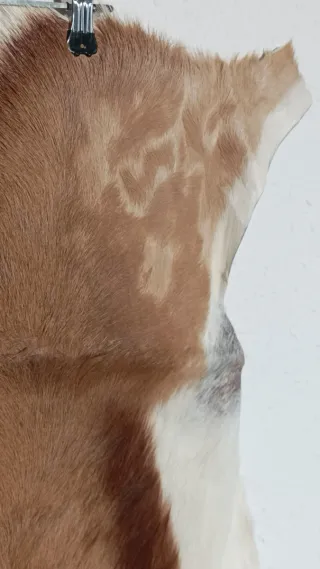 Alfombra Piel Gacela Springbok Natural