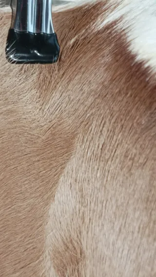 Alfombra Piel Gacela Springbok Natural