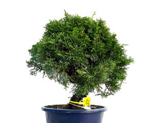 Bonsái Juniperus Chinensis Itoigawa 3317
