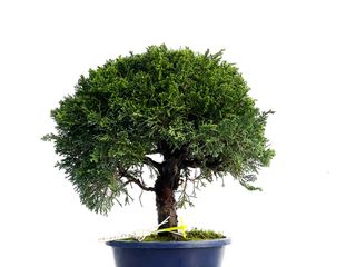 Bonsái Juniperus Chinensis Itoigawa 3320