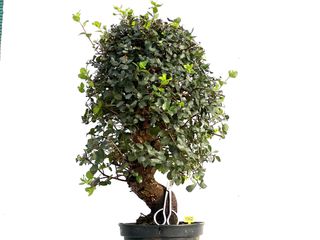 Bonsái Quercus Suber 3312