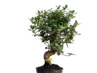 Bonsái Quercus Suber 3325