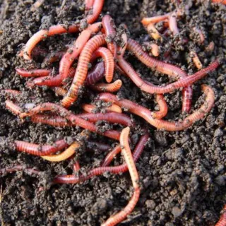 Lombrices de goma realistas