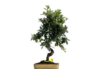 Bonsái Pyracantha 3338