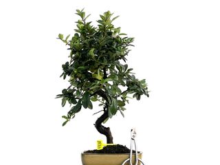 Bonsái Pyracantha 3338