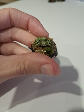 Figuras Arañas Gigantes Warhammer D&D