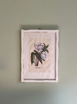 Quadro Botanico Provenzale