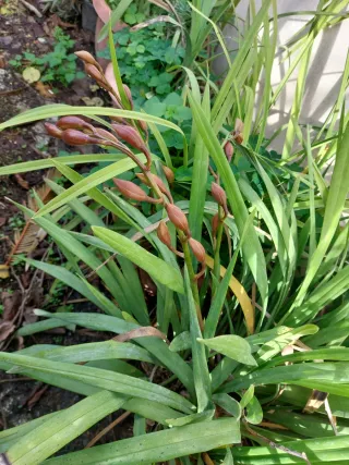 Talee di Orchidee costo 3.00