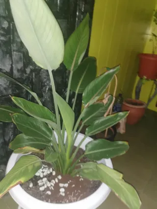 Ave del paraíso auténtica (Strelitzia reginae)