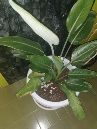 Ave del paraíso auténtica (Strelitzia reginae)