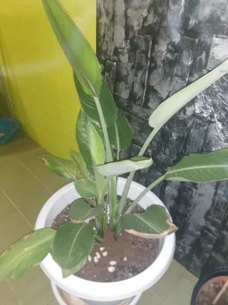 Ave del paraíso auténtica (Strelitzia reginae)