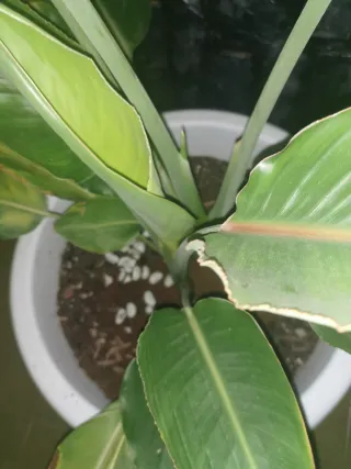 Ave del paraíso auténtica (Strelitzia reginae)