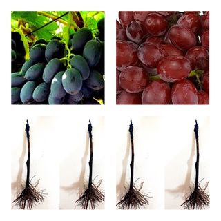 Pack 4 Parras sin semilla (2 Negras + 2 Rojas)