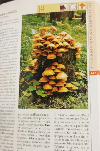 Hongos/ Mushrooms (Naturaleza/ Nature) (Spanish...