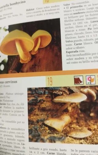 Hongos/ Mushrooms (Naturaleza/ Nature) (Spanish...