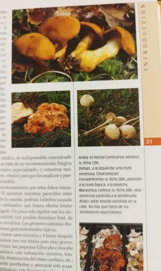 Hongos/ Mushrooms (Naturaleza/ Nature) (Spanish...