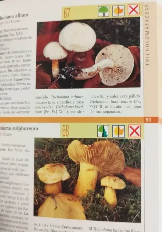 Hongos/ Mushrooms (Naturaleza/ Nature) (Spanish...