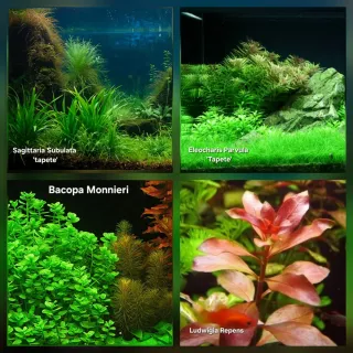 Pack 50x | 9 Espécies Plantas Aquáticas