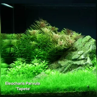 Pack 50x | 9 Espécies Plantas Aquáticas