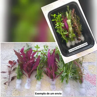 Pack 50x | 9 Espécies Plantas Aquáticas