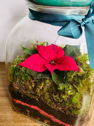 Terrario Flor de Pascua Cerámica y Cristal