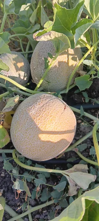 30 Semillas Melón Cantalupo