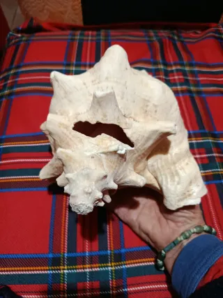 Grande conchiglia naturale