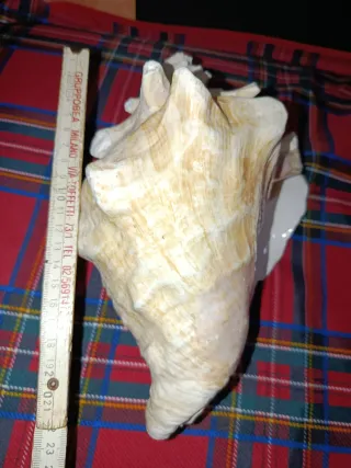 Grande conchiglia naturale