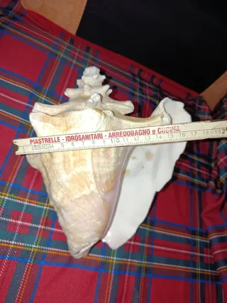 Grande conchiglia naturale