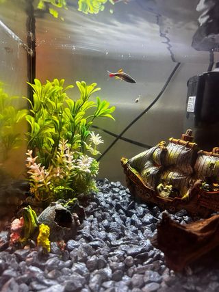 Acuario completo con filtro, luz y decoración