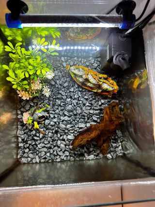 Acuario completo con filtro, luz y decoración