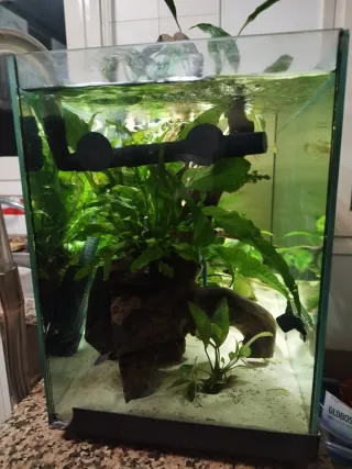 Acuario 100L COMPLETO com filtro externo aquael