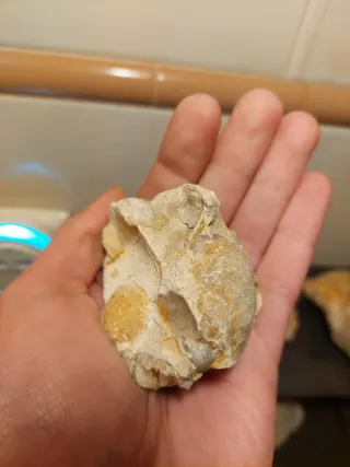 Matriz Fóssil Braquiópodes